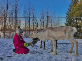Beautiful rural experience with reindeer in Tervola